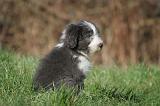 BEARDED COLLIE 392